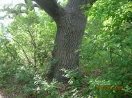 Вилкове з panoramio.com (ч.2)