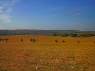 Розсадне з panoramio.com