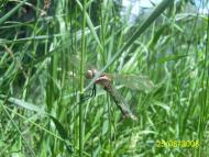 Щастя з panoramio.com