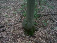 Майдан-Вербецький з panoramio.com