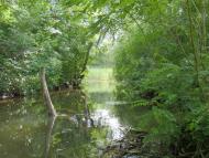 Кияшки з panoramio.com