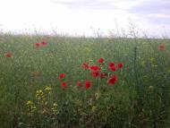 Сиваківці з panoramio.com