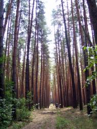 Бахметівка - Останні фото