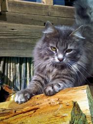 Цюрупинськ з panoramio.com (ч.2)