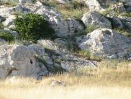 Мисове з panoramio.com