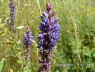 Миколаївка - Останні фото