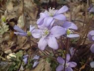 Нова Борова - Останні фото