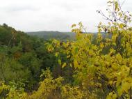 В'язівок - Останні фото