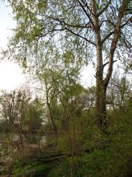 Заїченці з panoramio.com