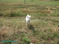 Брилівка з panoramio.com