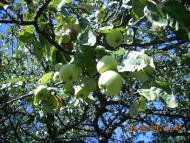 Монастирець з panoramio.com