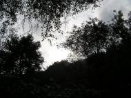 В'язівок - Останні фото