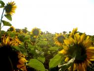 Знаменівка з panoramio.com