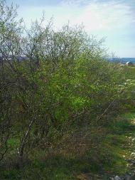 Pryyatne Svidannya - Latest photos