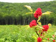 Маркова з panoramio.com