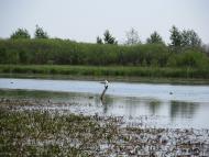 Сваловичі з panoramio.com
