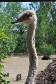 Білогірськ з panoramio.com