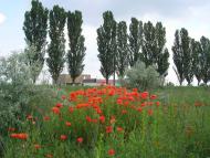 Світле - Останні фото