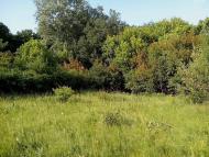 Приліпка з panoramio.com