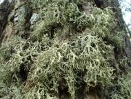 Ківерці з panoramio.com