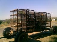 Болгарка - Останні фото