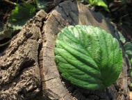 Іванопіль з panoramio.com