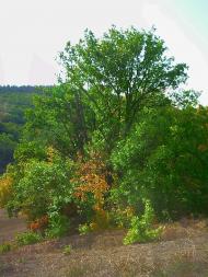 Богатир з panoramio.com