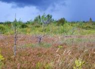 Збраньківці з panoramio.com