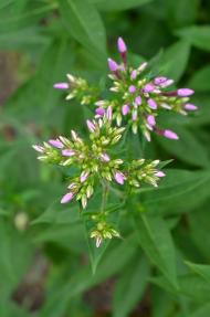 Мартусівка з panoramio.com