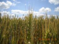 Мачухи з panoramio.com