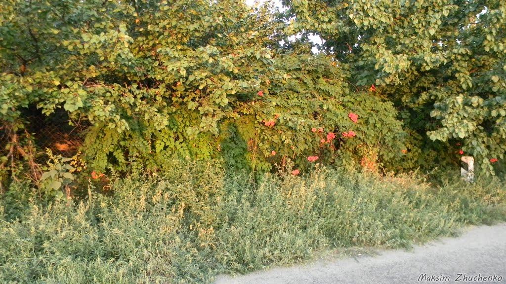 Приморське з panoramio.com - Приморское