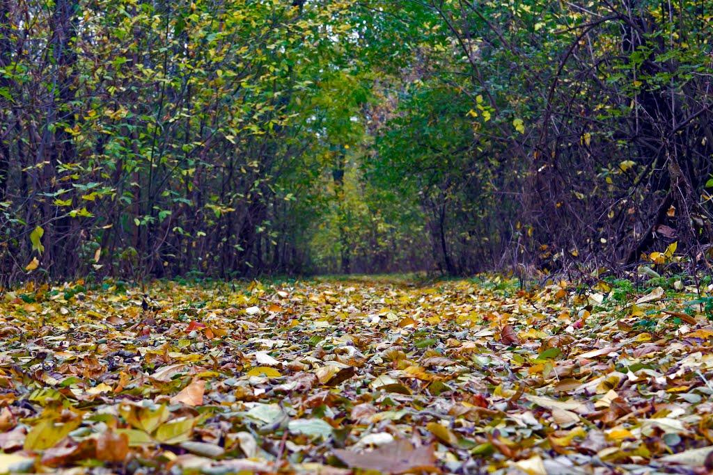 Нова Зоря з panoramio.com - Нова Зоря