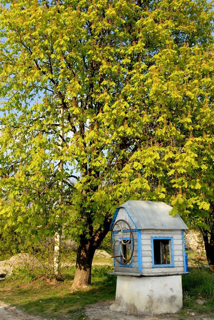 Копичинці з panoramio.com - Копичинці