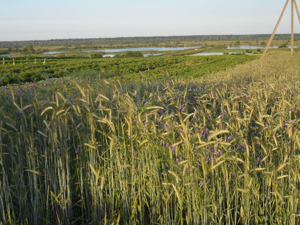 Більче з panoramio.com - Більче