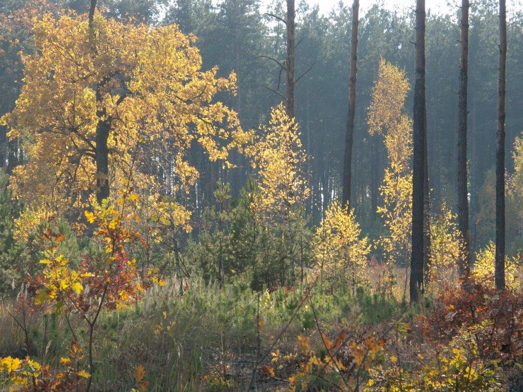 Діброво-Ленінське з panoramio.com - Діброво-Ленінське