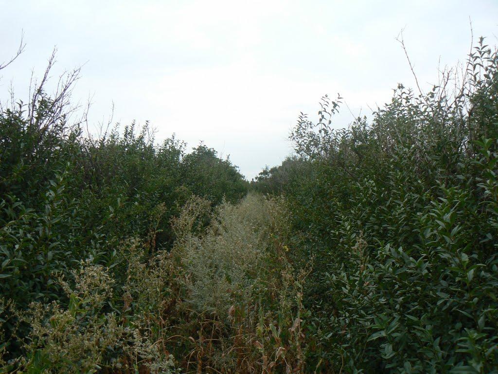 Старомлинівка з panoramio.com - Старомлинівка