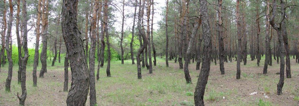 Ямпіль з panoramio.com - Ямполь