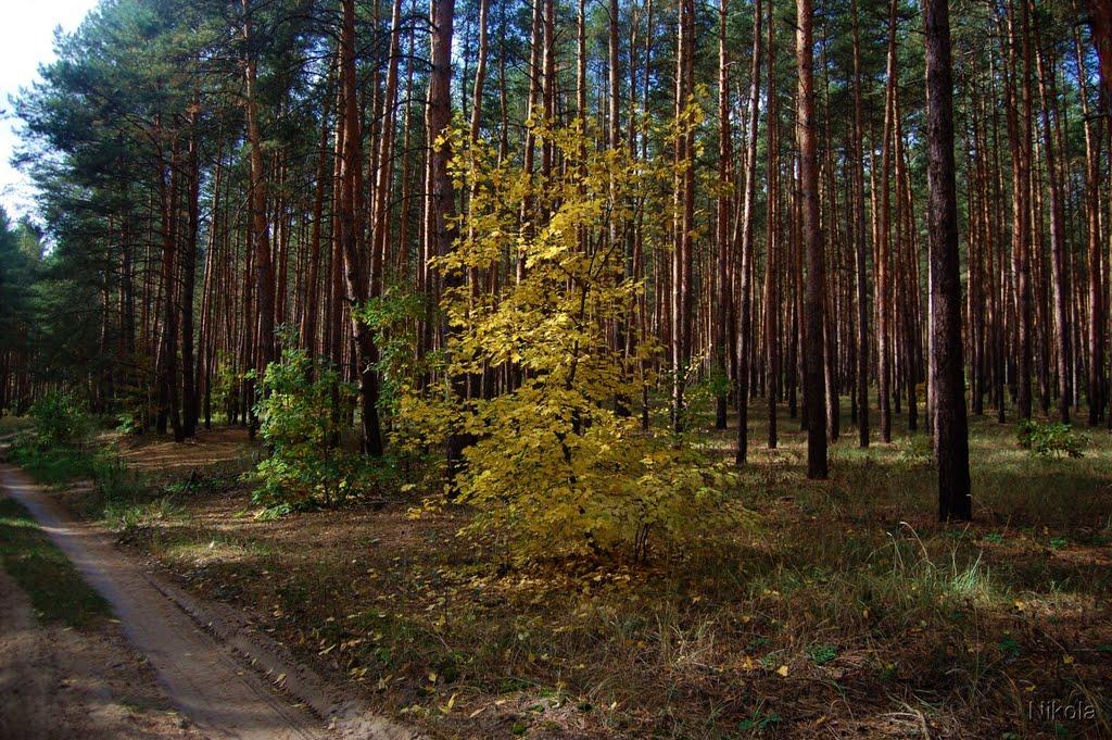 Сєверодонецьк з panoramio.com (ч.3) - Северодонецк