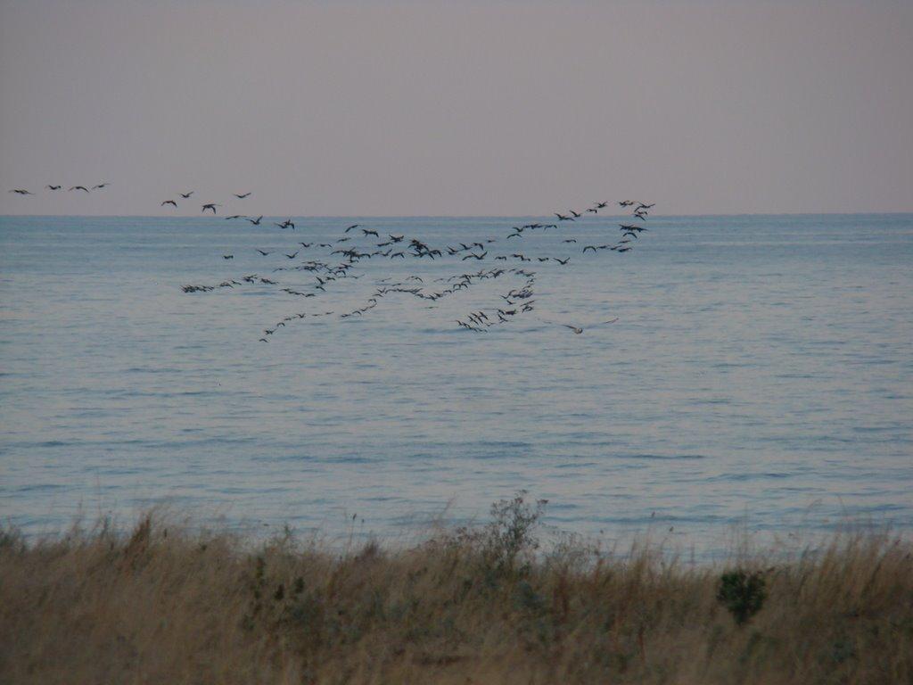 Лебедівка з panoramio.com - Лебедівка