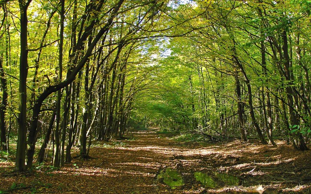 Підмихайля з panoramio.com - Підмихайля