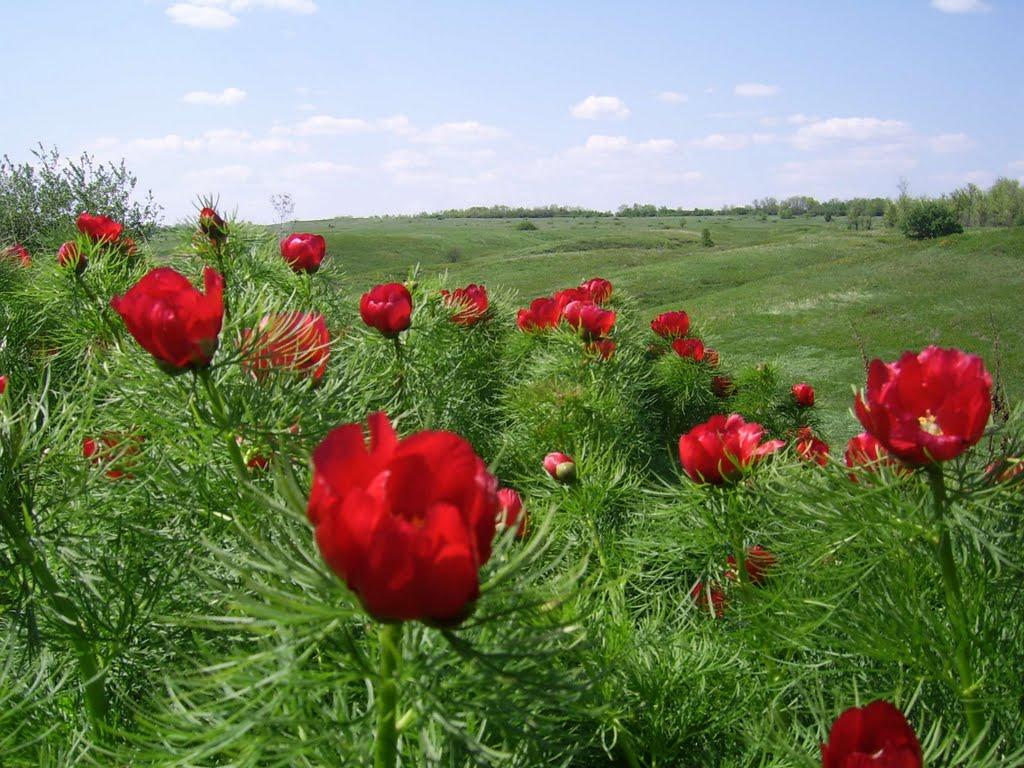 Марківське з panoramio.com - Марківське