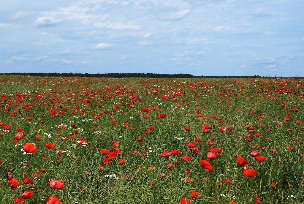 Грабарівка з panoramio.com - Грабарівка
