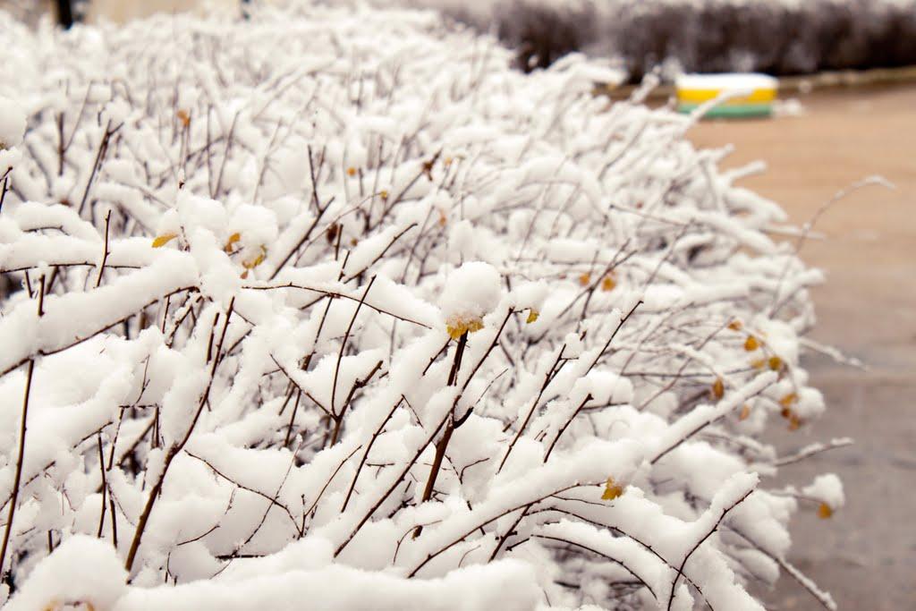 Шкільне з panoramio.com - Школьное