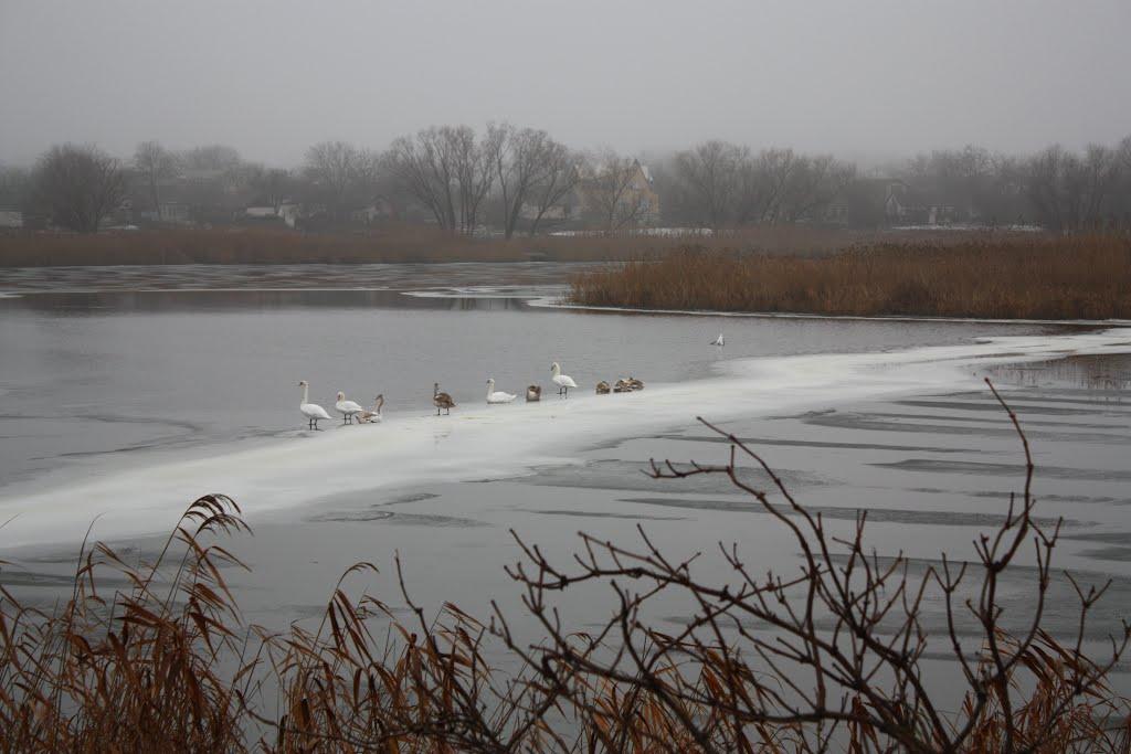 Чорнобай з panoramio.com - Чорнобай