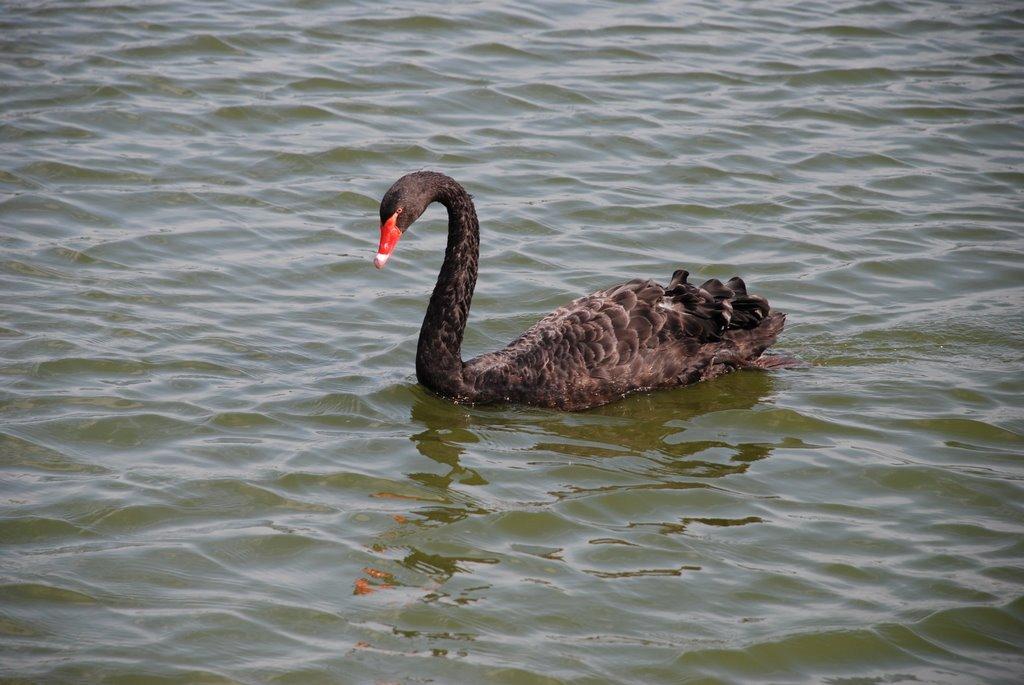 Ковалівка з panoramio.com - Ковалівка