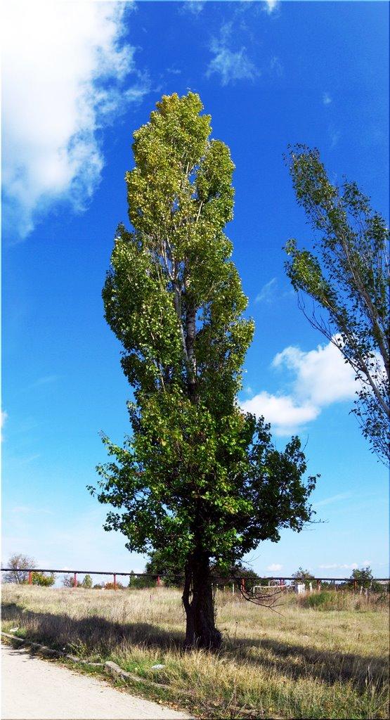 Шкільне з panoramio.com - Школьное