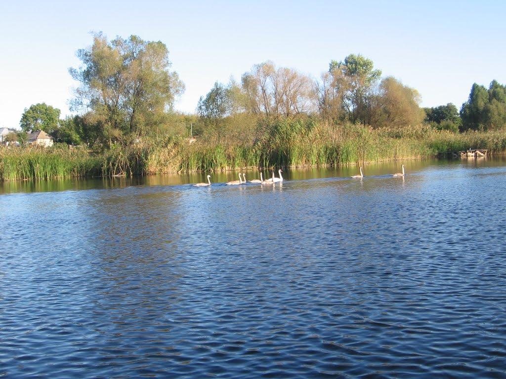 Чорнобай з panoramio.com - Чорнобай