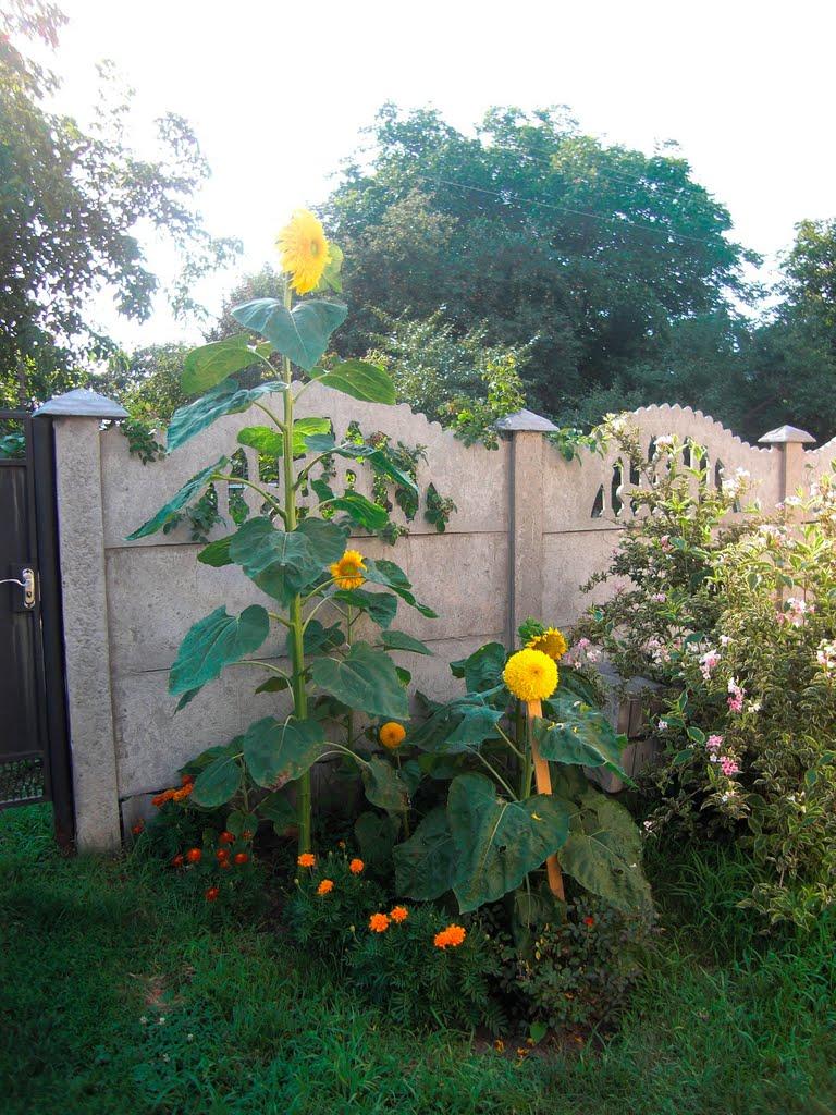 Чорнобай з panoramio.com - Чернобай