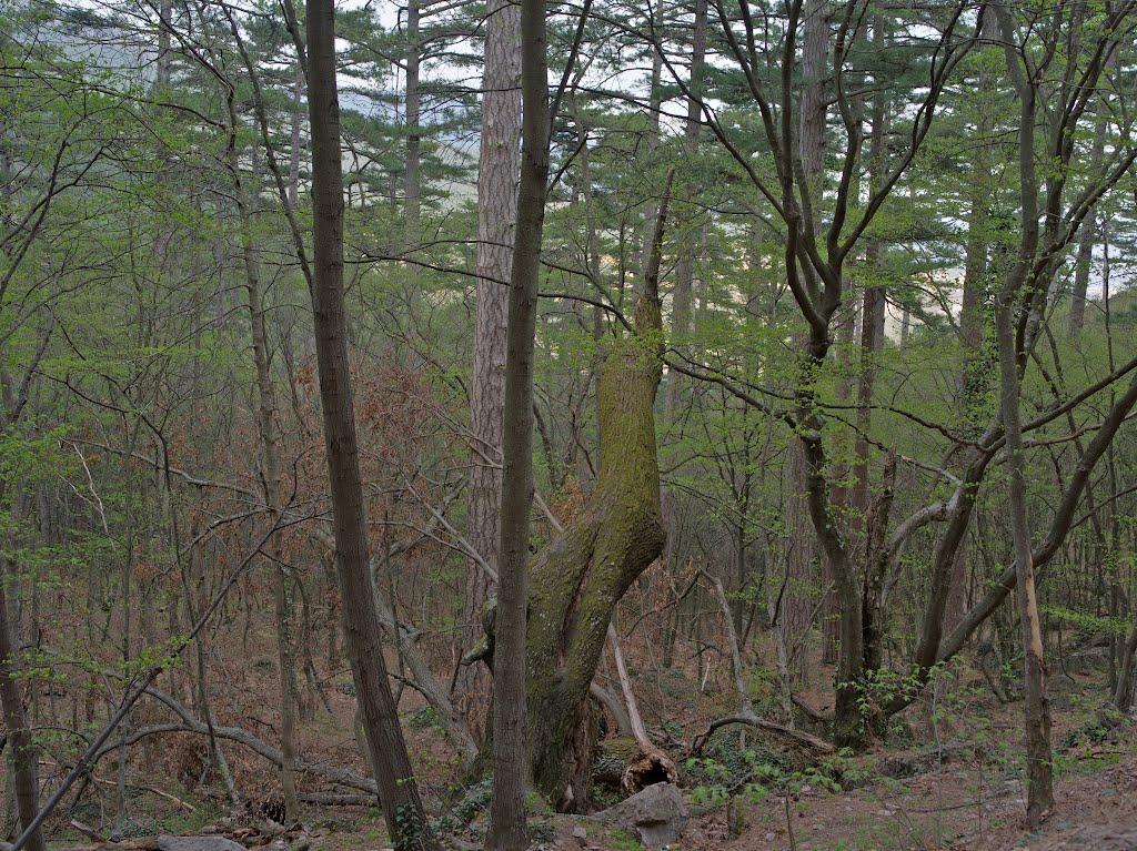 Високогірне з panoramio.com - Высокогорное