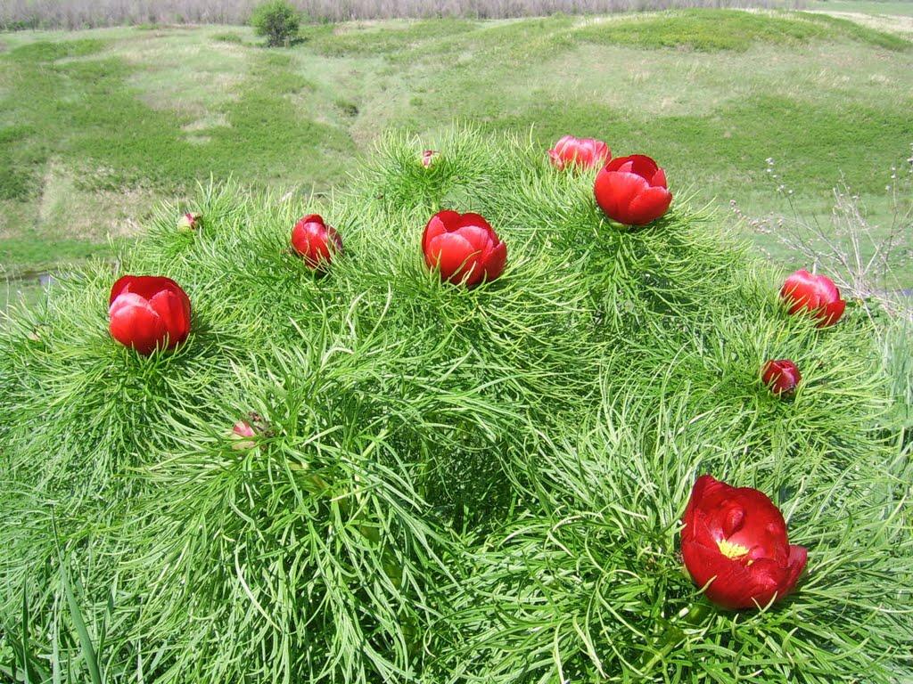 Марківське з panoramio.com - Марківське